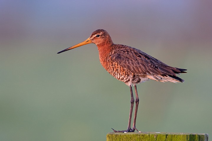 Uferschnepfe Limosa limosa Black-tailed Godwit